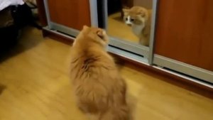 Самые злые коты 2020 года Смешные коты приколы с котами до слез   Смешные кошки 2020   Модный Лётчи
