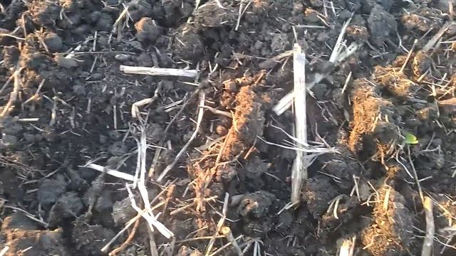 Опыт Стернифаг + КАС-32 + Раундап Экстра. Котроль смотреть онлайн