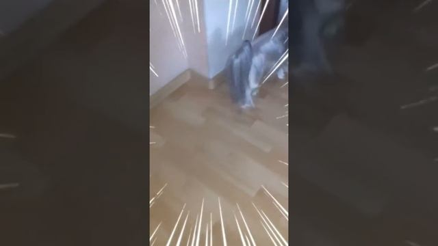 Коврики для домашних любимцев . Ковровая техника. смотреть онлайн