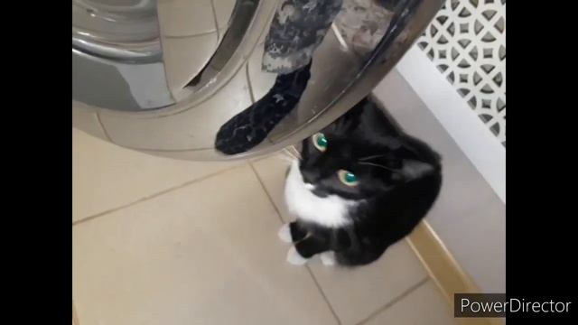 СМЕШНЫЕ КОТЫ 2020.           #СмешныеКоты2020 #ПриколсКотом #Котята2020 #Смещная_охота2020