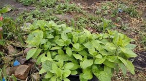 Что выросло из недражированных семян петунии. 6 и 20 июня