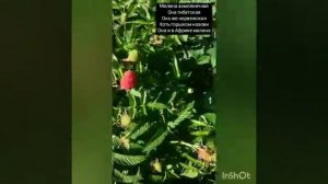 малина тибетская, она малина земляничная,