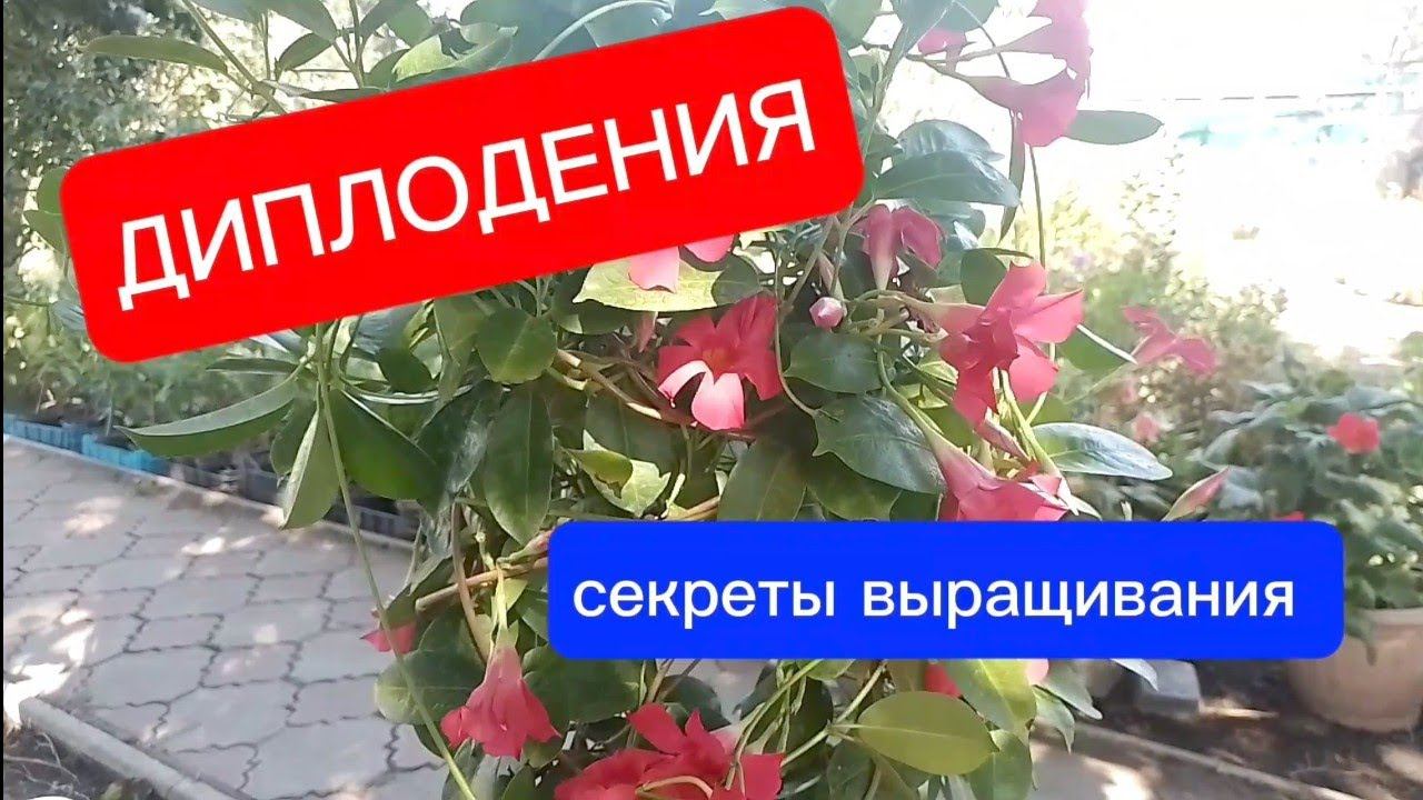 Дипладения"мандевилла" секреты выращивания.
