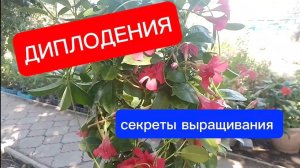 Дипладения"мандевилла" секреты выращивания.