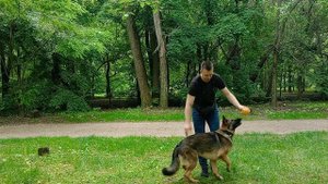 Немецкая овчарка тренируем задние лапы Дрессировка немецкой овчарки Как дрессировать овчарку