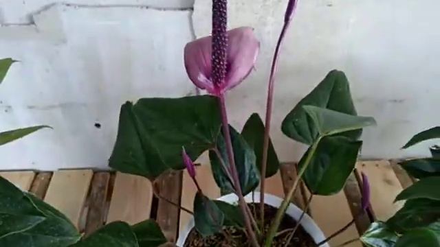 Anthurium Bunga Merah Ungu  Pink
