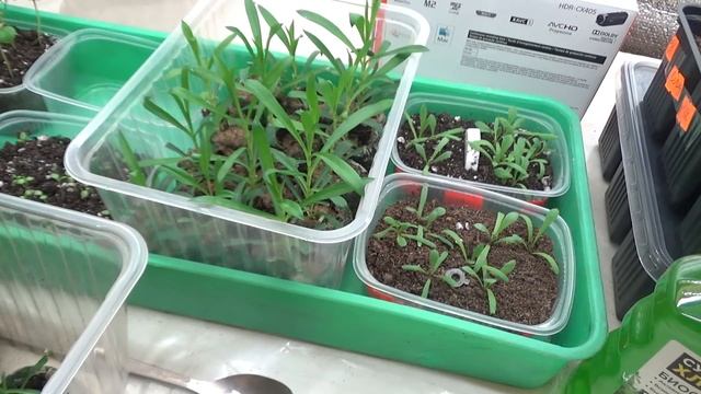 Монофосфат калия и флумб под корень.