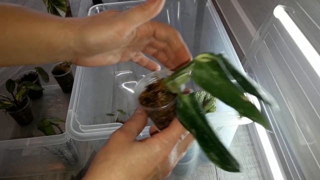 КОМНАТНЫЕ ЦВЕТЫ.ТЕПЛИЧКА С ПОДСВЕТКОЙ СВОИМИ РУКАМИ.