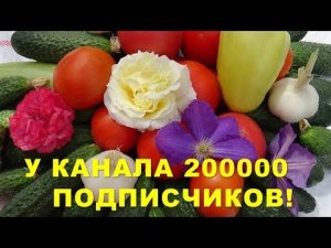 Поздравляем подписчиков канала "Раиса Горяченко: дача, сад, огород, цветы": нас уже более 200 тысяч!