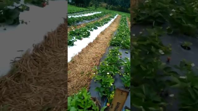 Земляника ВИВАРО МУРАНО ФЛОРЕНТИНА КАБРИЛЛЛО ВИМА-РИНА. Свежие ягоды всех сортов в одном видео.