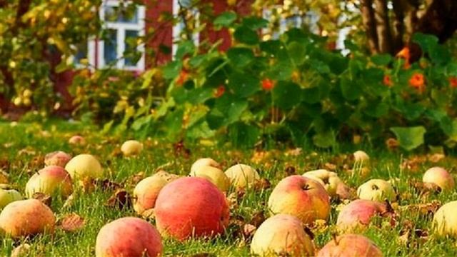 Фәнис Сирбаев - " Олоғайҙы инде әсәйем дә " ( " Постарела мама " ) смотреть онлайн