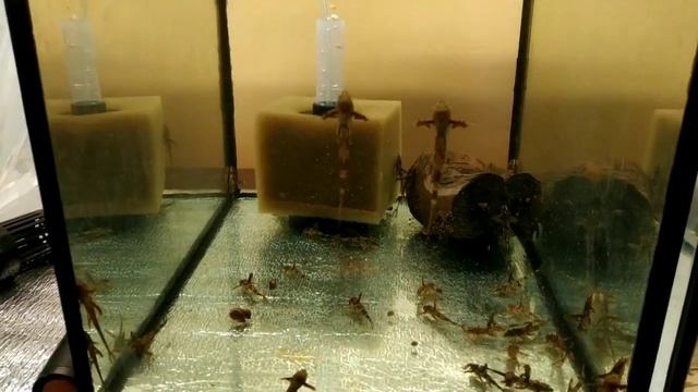 Отправил рыбку в Бухару, и небольшая работка на разводне смотреть онлайн