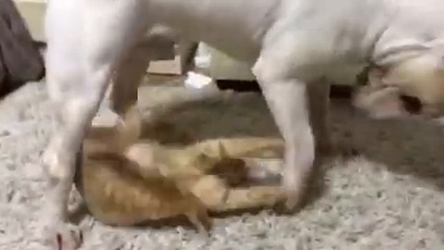 Булька и котенок дурачатся смотреть онлайн