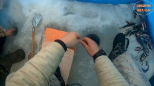 СЕРИЯ № 19. Зимняя рыбалка!!! Хороший клёв!! Хороший отдых! Рыбалка на КВХ!