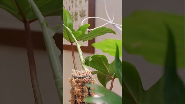 Philodendron Florida Ghost Time Lapse