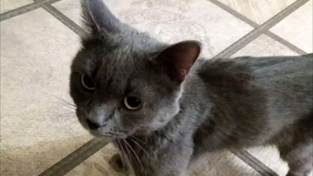Серый кот зашёл в подъезд, чтобы погреться. Он плакал от голода, а жильцы хотели выгнать его прочь смотреть онлайн