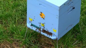 Наблюдения за пчёлами 3 октября 2019 г. Нефтекамск.