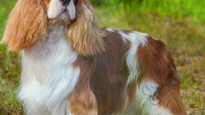 Кавалер Кинг Чарльз Спаниель - необычайно милая порода собак