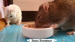 Кормим стаю крыс гречей ЗВУК КРЫСЫ ДОМАШНИЕ ДЕКОРАТИВНЫЕ КРЫСЫ Виды крыс Породы крыс ВИДЕО ПРО КРЫ