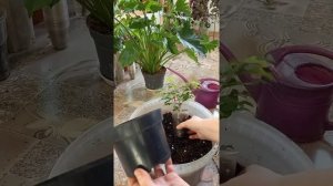 размер горшка для черенков фикуса.