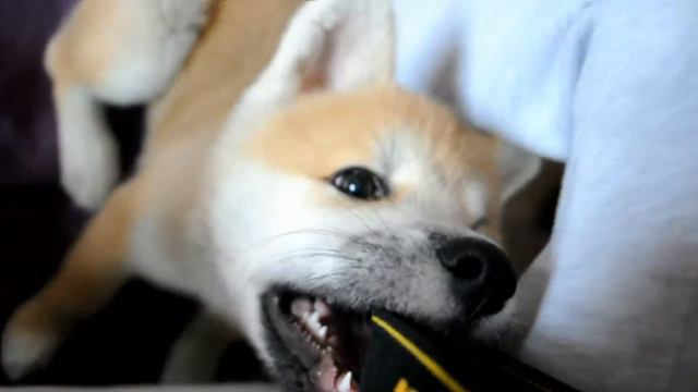 Sweet boy akita inu | Щенок акита-ину смотреть онлайн