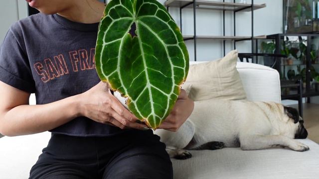 show and tell of all my living room shelf plants, overdo maintenance and catching up on plant chore смотреть онлайн