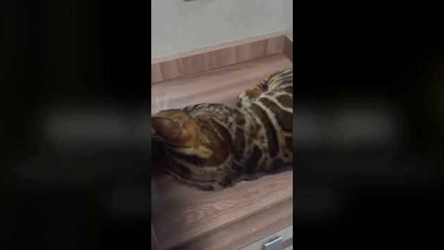 Бенгальский котик питомник Goldbenlife смотреть онлайн