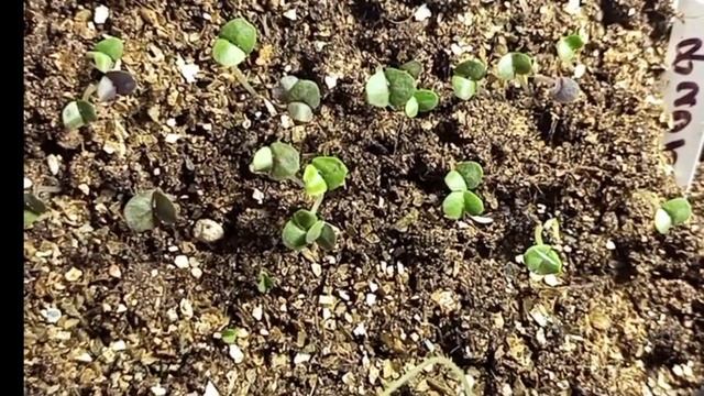 Первые всходы базилика 2023. смотреть онлайн