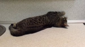 Кот и валерьянка