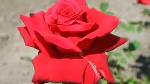 Rose Lovely Red (Лавли Ред роза)