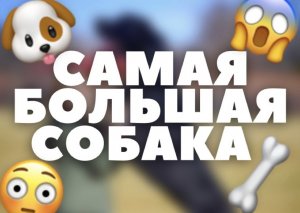 СОБАКА С РАЗМЕРОМ В 9-ти ЭТАЖНЫЙ ДОМ??