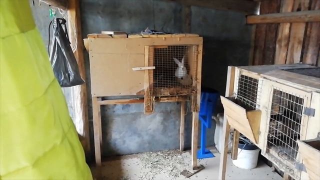 Свиньи породы Дюрок. Перепланировка в хозяйстве#Дюрок#Порода#Свиньи#поросята#хозяйство #ЛПХ#Кролики смотреть онлайн