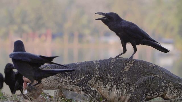 Комодский варан ест рыбу. Вороны.Дикие животные.#животные #рекомендации #африка #птицы смотреть онлайн