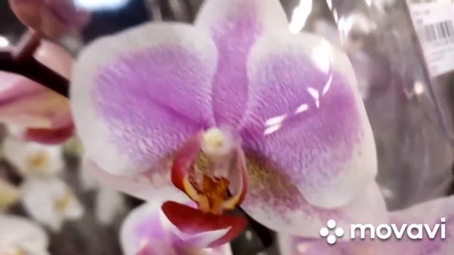 КРАСИВЕЙШИЕ орхидейки! Обзор в супер маркете Fossi ТЦ ВАВИЛОН г.ДНЕПР. 09.02.2022г. смотреть онлайн