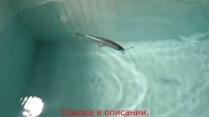 Воблеры для рыбалки MEREDITH с Алиэкспресс.24 цвета,10 см,14 грамм.