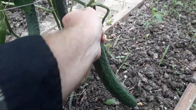 #урожай на даче #горох и #огурцы / теплицы / посадили зимой / горох 17 06 2021 ?? погода супер смотреть онлайн