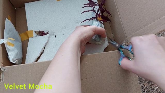 Распаковка?Колеусы?.Четыри новых сорта в коллекцию✅️