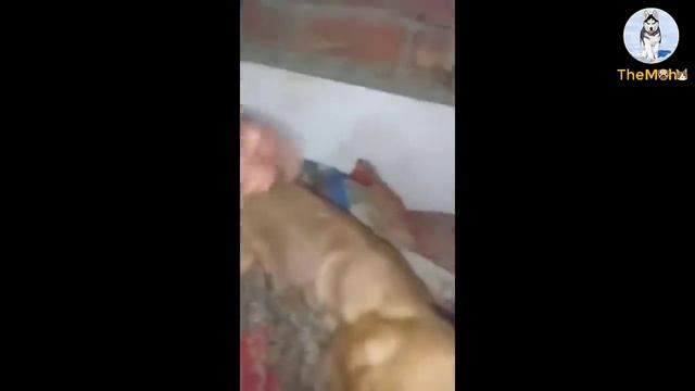 She Tried To Get Her Head Out Of The Window Asking For Help As Being Locked Up In A Dirty Basement! смотреть онлайн