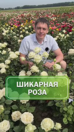 Элегантная роза Анастасия🌹
#питомникрастений #саженцы #огород #сад #розы