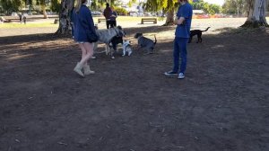 Connor the Irish Wolfhound Fascinated with Pit Bull