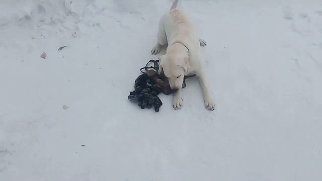 Дрессировка лабрадора. Обучение команде место.