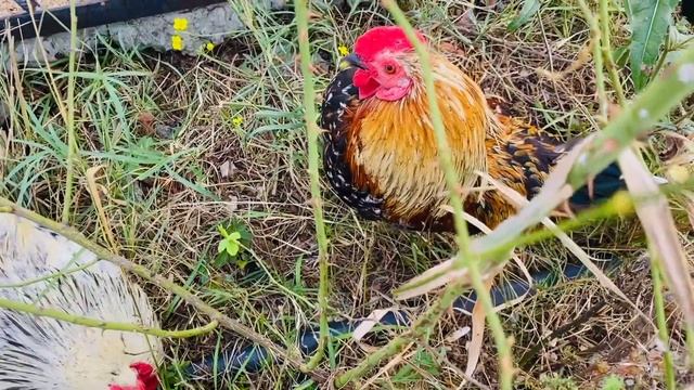 ? Что там? Парк львов Таиган Сафари парк. Миниобзор. Честный отзыв?