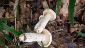 Груздь перечный Lactarius piperatus Рецепты маринования и засолки от травницы Ольги