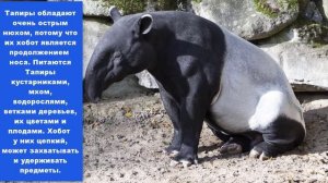 “Длинноносики”. Зачем животным большие носы? Интересные факты. Видео #10