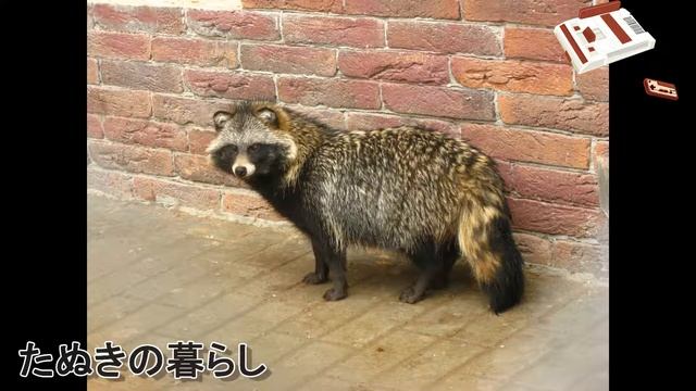 たぬきの暮らし（ファミコン風）【平成狸合戦ぽんぽこ】