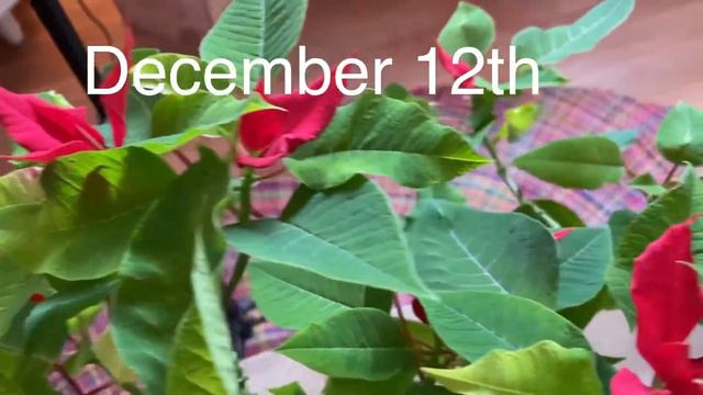 HOW TO TURN #POINSETTIA RED FOR WINTER SHOWCASE смотреть онлайн