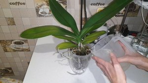 Орхидеи.Полив и обеззараживание почвы.#орхидеидома #поливорхидей #обеззараживание