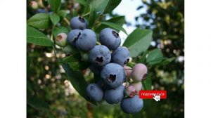 Сорт голубики садовой «Ханнаc Чойс»