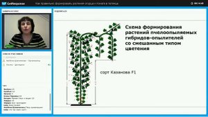 Формирование пчелоопыляемых огурцов - часть 2