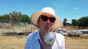 Собираем клубнику и ежевику в США | Жизнь в Америке